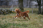 playing Toller