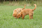 Toller Puppies