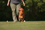 Toller at Obedience