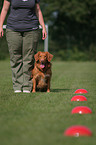 Toller at Obedience