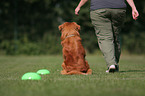 Toller at Obedience