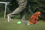 Toller at Obedience