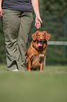 Toller at Obedience