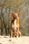 sitting Toller