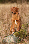 sitting Toller