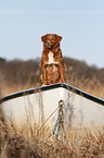 sitting Toller