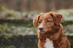 Toller Portrait