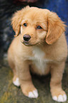 Toller Puppy