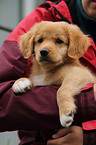 Toller Puppy