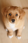 Toller Puppy