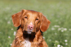 Nova Scotia Duck Tolling Retriever Portrait