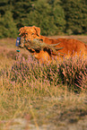 retrieving toller