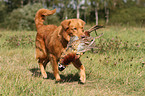 retrieving toller