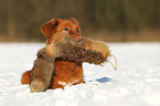 retrieving toller