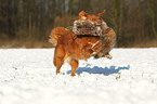 retrieving toller