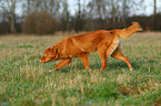 walking Toller