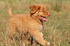 toller puppy