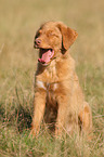 Toller puppy