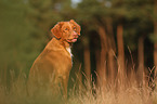 sitting Toller