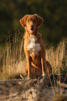 sitting Toller