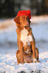 sitting Toller