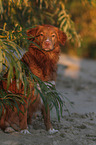 sitting Toller