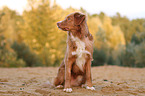 sitting Toller