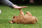 Toller puppy