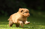 Toller puppy