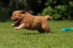 Toller puppy