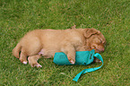 Toller puppy