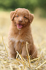 Toller puppies