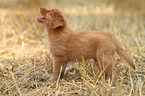 Toller puppies