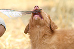 Toller puppies