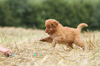 Toller puppies