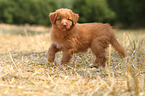 Toller puppies