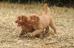 Toller puppies