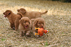 Toller puppies