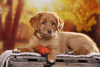 Nova Scotia Duck Tolling Retriever Puppy