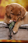 Nova Scotia Duck Tolling Retriever Puppy