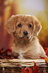 Nova Scotia Duck Tolling Retriever Puppy