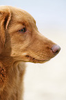 Nova Scotia Duck Tolling Retriever face