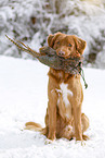 Nova Scotia Duck Tolling Retriever with dummy