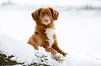 lying Nova Scotia Duck Tolling Retriever