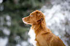 Nova Scotia Duck Tolling Retriever Portrait