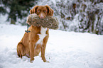 Nova Scotia Duck Tolling Retriever with dummy