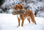 Nova Scotia Duck Tolling Retriever with dummy