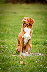 sitting Nova Scotia Duck Tolling Retriever