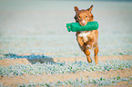 running Nova Scotia Duck Tolling Retriever