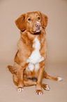 sitting Nova Scotia Duck Tolling Retriever